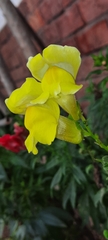 Antirrhinum majus