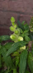 Antirrhinum majus