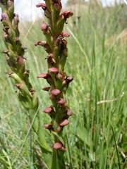 Disa brevicornis