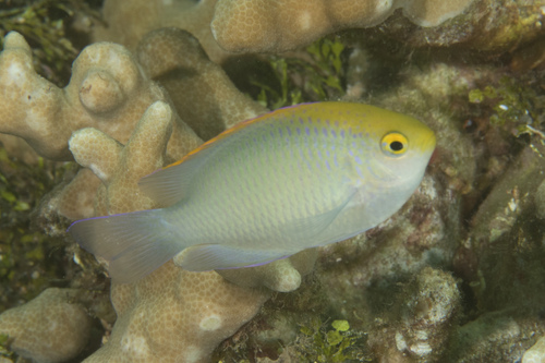 Goldhead damsel (Pomacentrus aurifrons) — Pomacentridae — 2