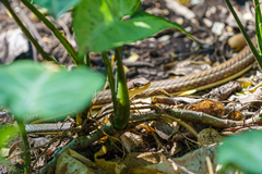 Psammophis orientalis