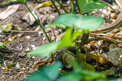 Psammophis orientalis