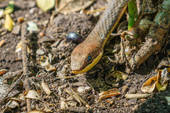 Psammophis orientalis