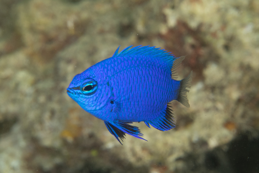 Blue damsel (Chrysiptera cymatilis) — Pomacentridae