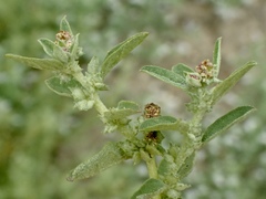Atriplex suberecta
