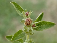 Atriplex suberecta