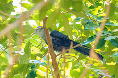 Ceuthmochares australis