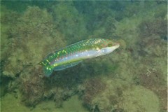 Halichoeres brownfieldi