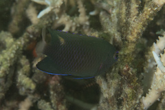 Pomacentrus burroughi