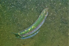 Halichoeres brownfieldi