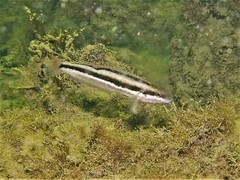 Petroscirtes breviceps