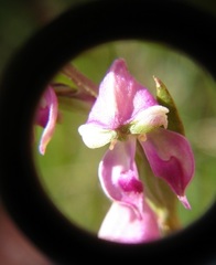 Disperis stenoplectron