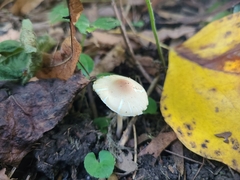 Lepiota neophana
