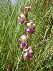 Disperis stenoplectron