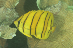 Chaetodon octofasciatus