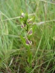 Disperis stenoplectron