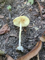 Lepiota neophana
