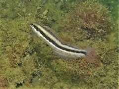 Petroscirtes breviceps