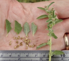 Atriplex suberecta