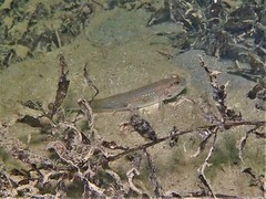 Acentrogobius pflaumii