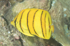 Chaetodon octofasciatus