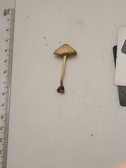 Lepiota neophana