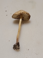 Lepiota neophana