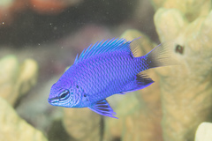 Chrysiptera cymatilis