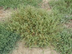 Atriplex suberecta