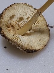 Lepiota neophana