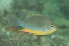 Chrysiptera burtjonesi