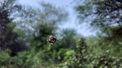 Eriovixia