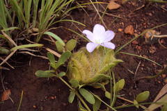 Barleria macrostegia