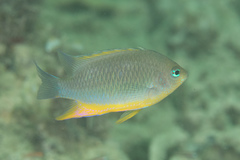 Chrysiptera burtjonesi