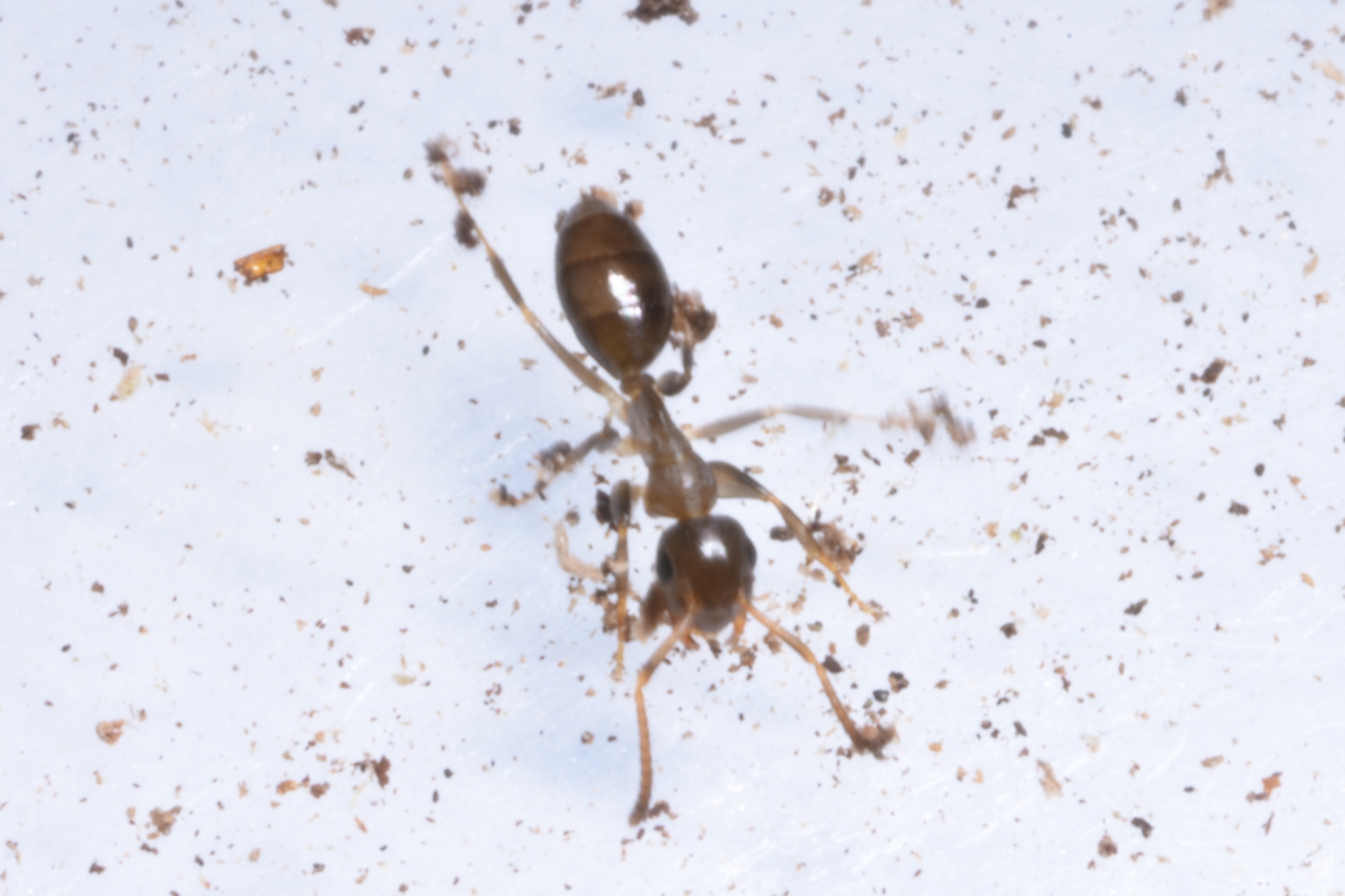 Colobopsis shohki