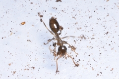 Colobopsis shohki