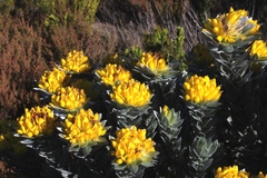 Xiphotheca fruticosa