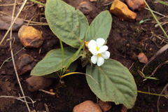 Crabbea ovalifolia
