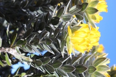 Xiphotheca fruticosa