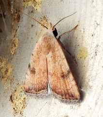 Micrathetis triplex