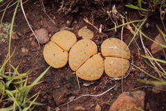 Lithops lesliei lesliei