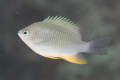 Chrysiptera burtjonesi