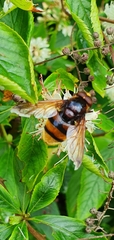 Volucella zonaria