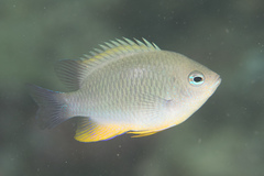 Chrysiptera burtjonesi