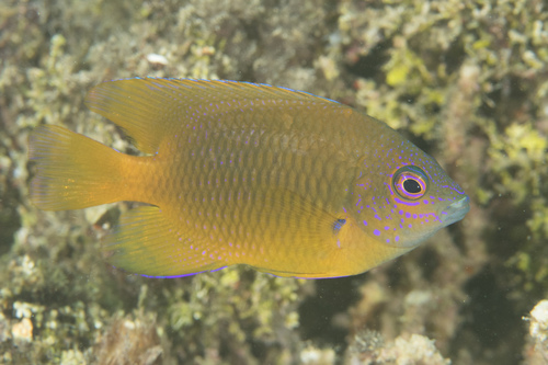 Bluespot Damsel (Pomacentrus grammorhynchus) · iNaturalist