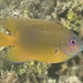 Bluespot Damsel - Photo (c) Mark Rosenstein, some rights reserved (CC BY-NC-SA), uploaded by Mark Rosenstein