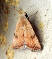 Micrathetis triplex