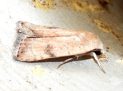 Micrathetis triplex