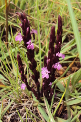 Striga gesnerioides