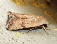 Micrathetis triplex